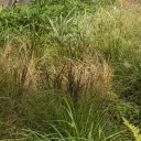 Cryptocurrency community